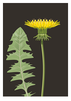 seenadel-k-logo-florian-illustration